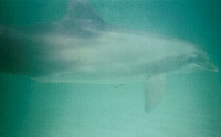 Panama City Beach - Shell Island