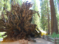 Oregon - Redwoods